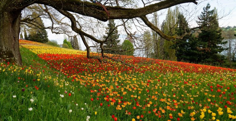 Tulpen Wiese im Frühling - Insel Mainau